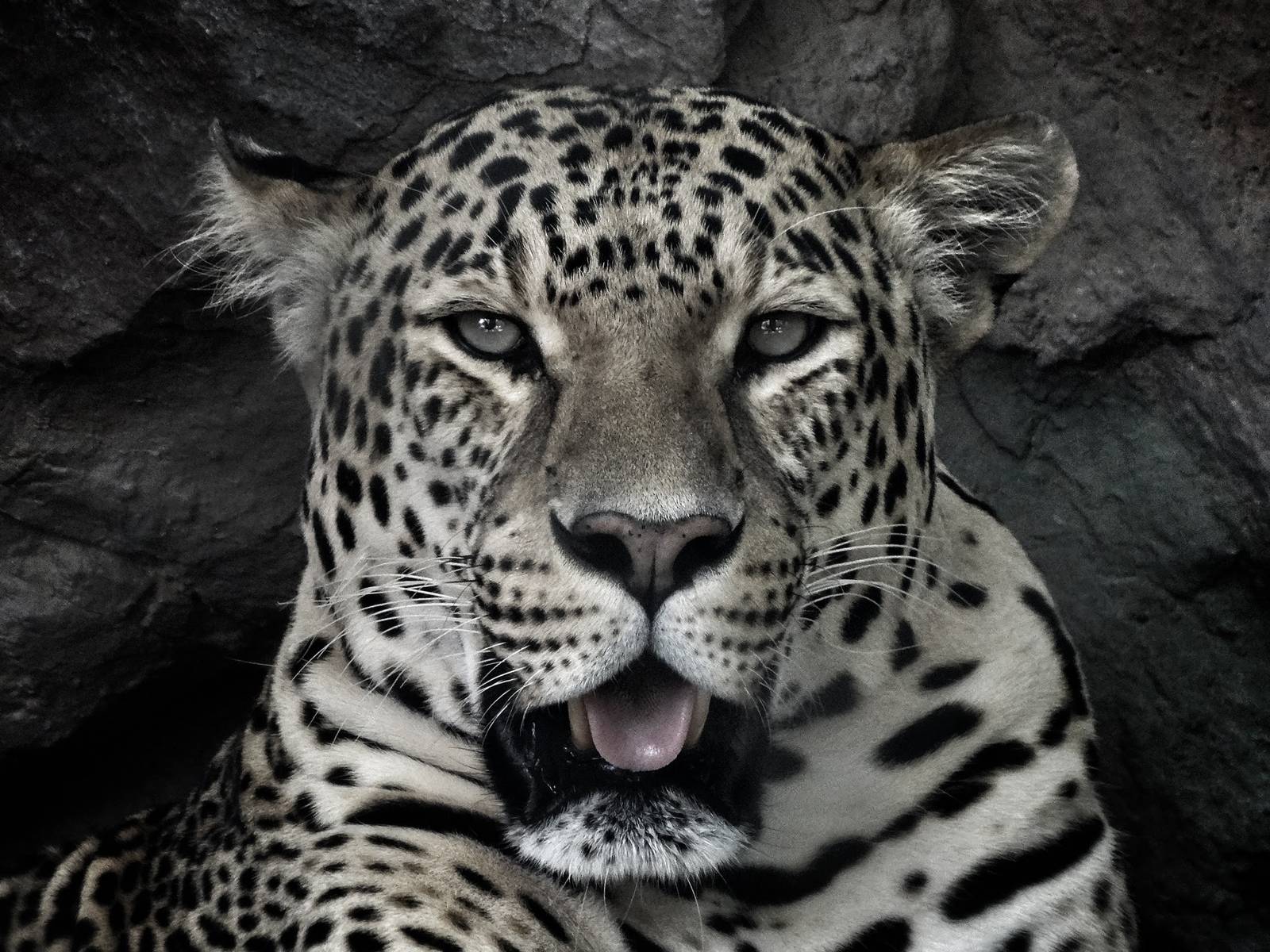 Jun. 2015 - African Leopard