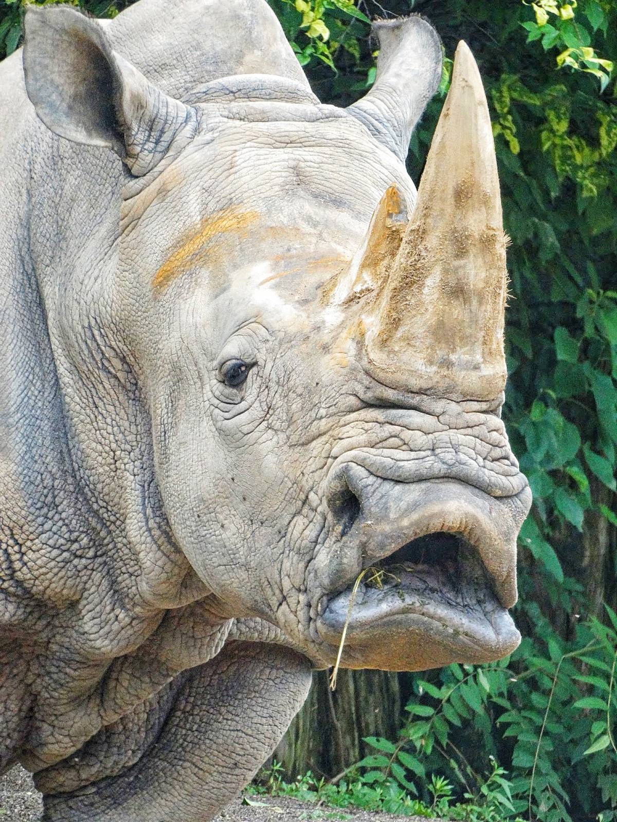 Jun. 2015 - African Savanah - Southern White Rhinoceros