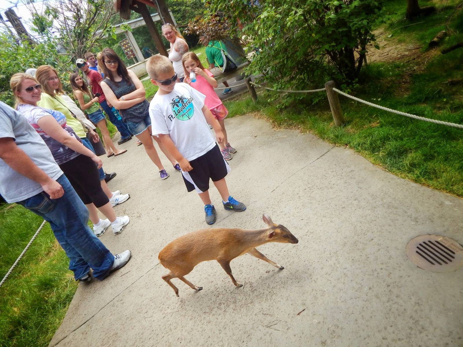 Jun. 2015 - Asian Passage - Pheasant Aviary - Muntjac Crossing!