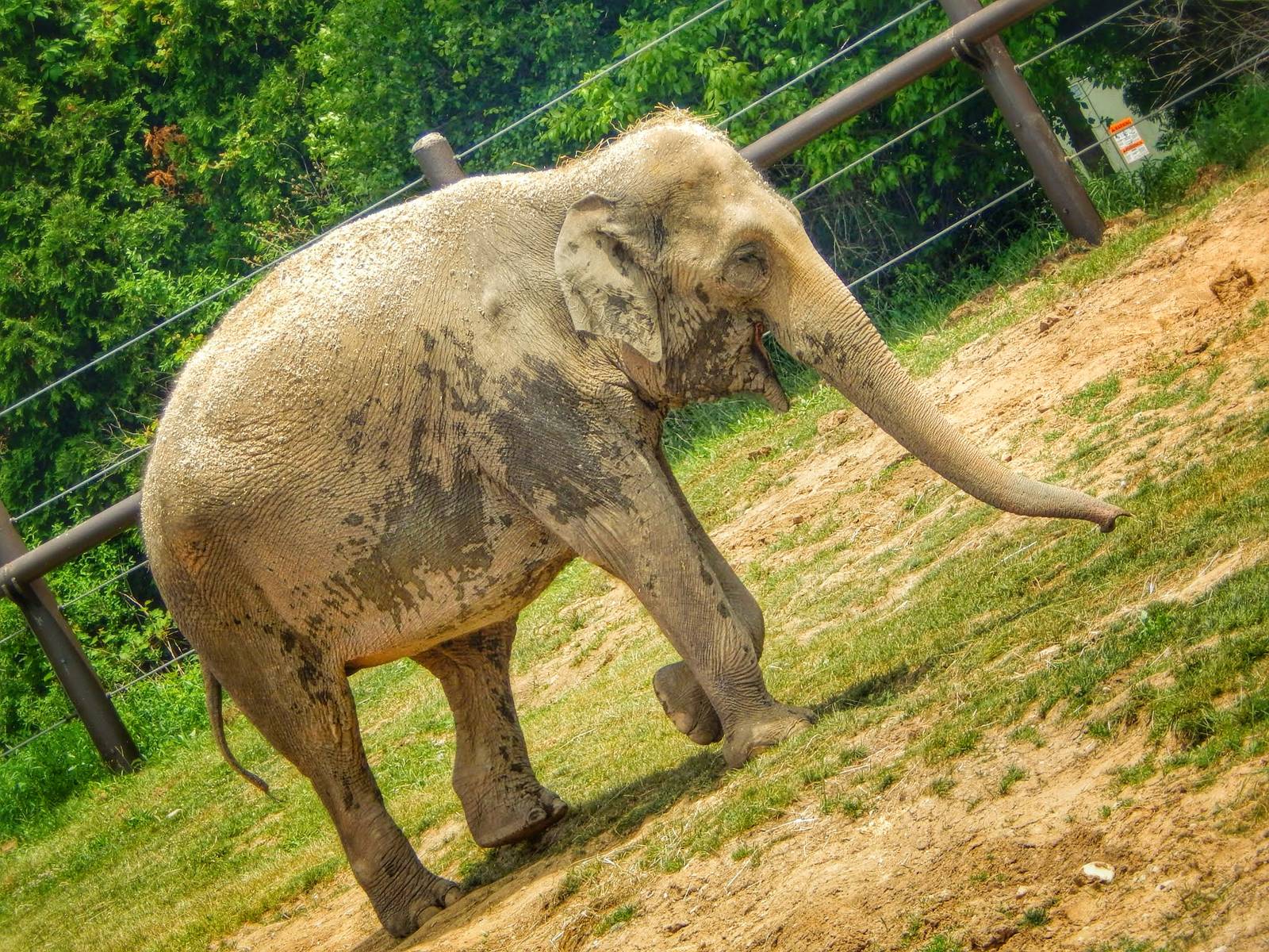 Jun. 2015 - Asian Passage - Phoebe