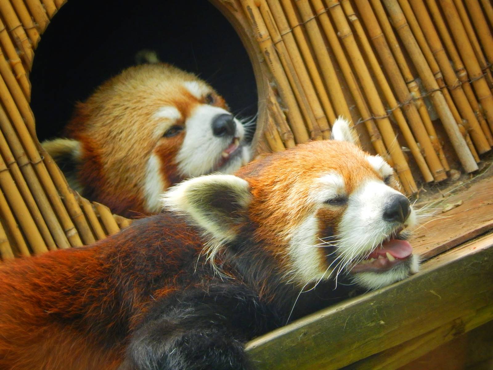 Jun. 2015 - Asian Passage - Red Pandas
