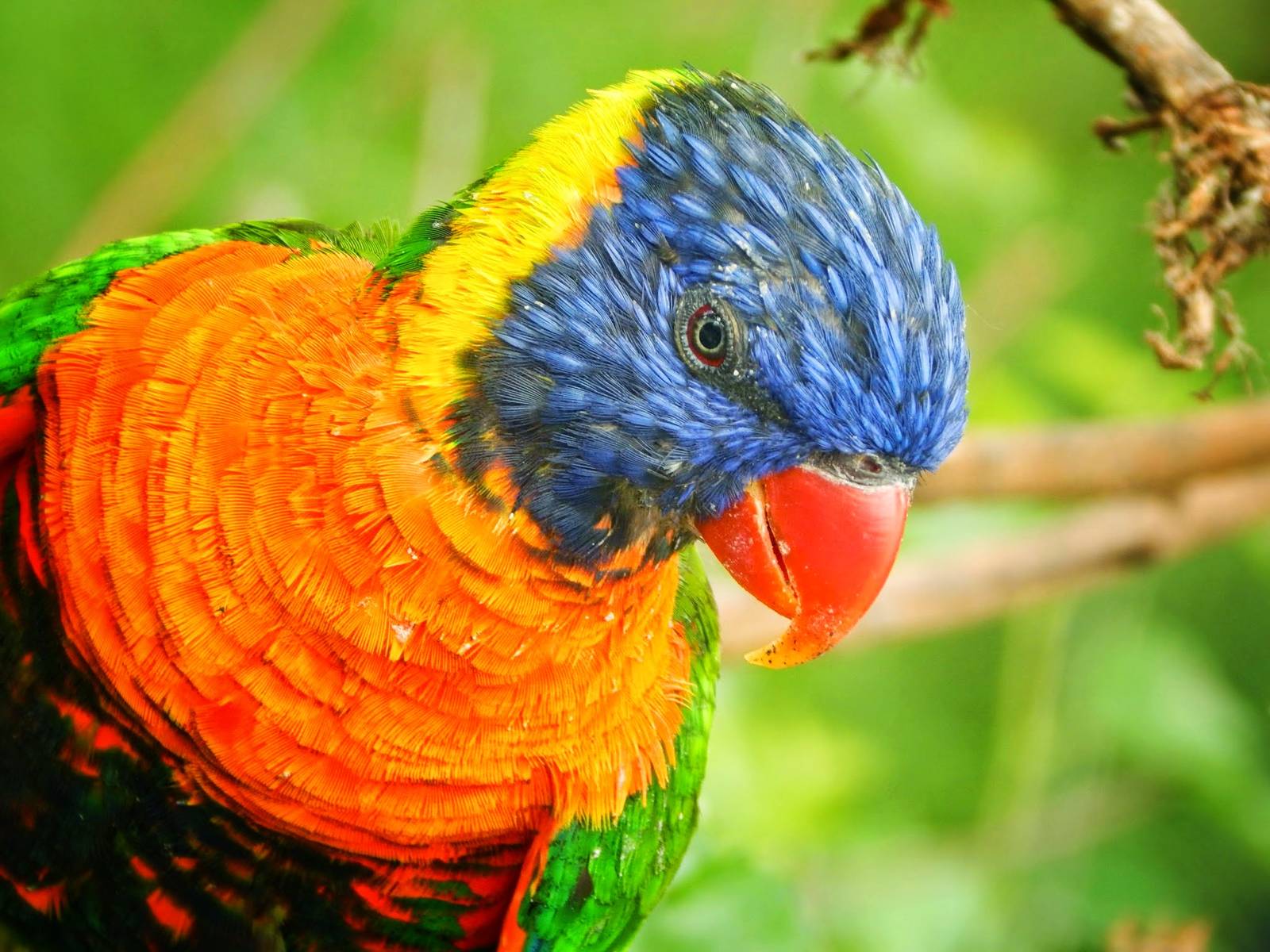 Jun. 2015 - Australia and the Islands - Rainbow Lorikeet