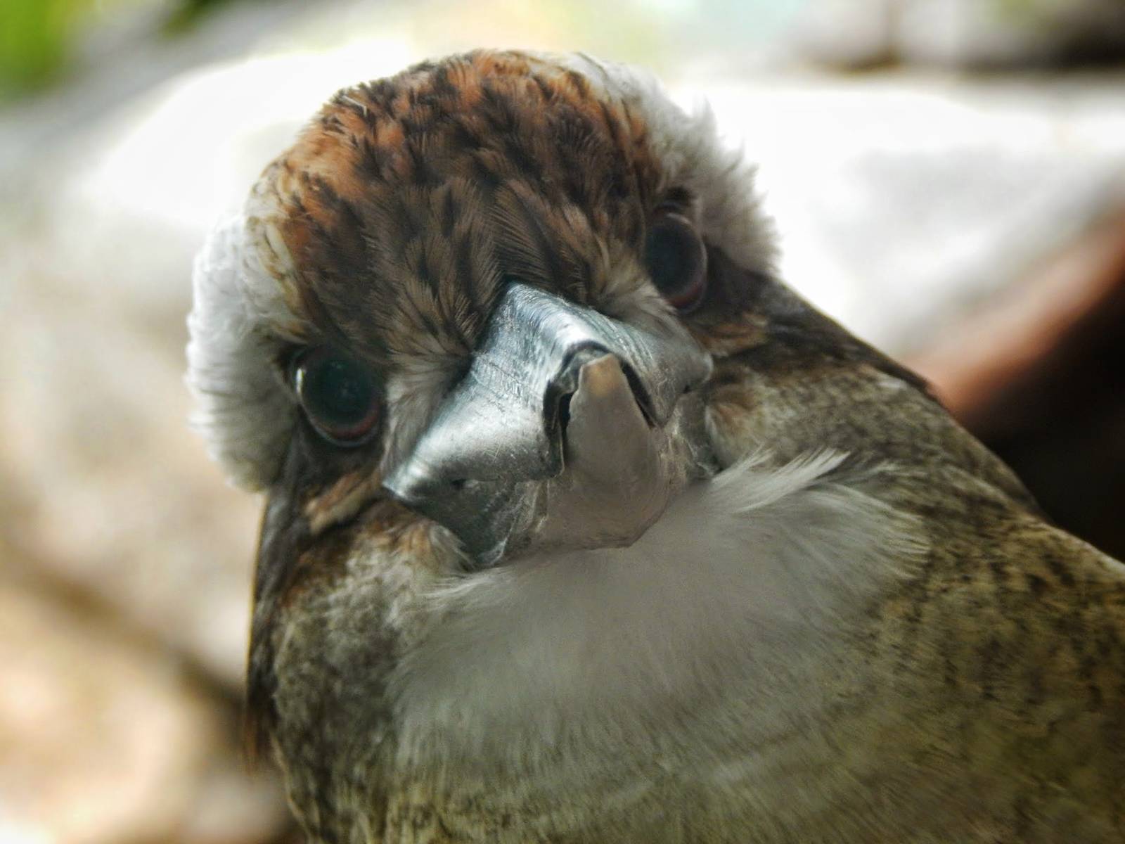 Jun. 2015 - Australia and the Islands - Roadhouse - Laughing Kookaburra