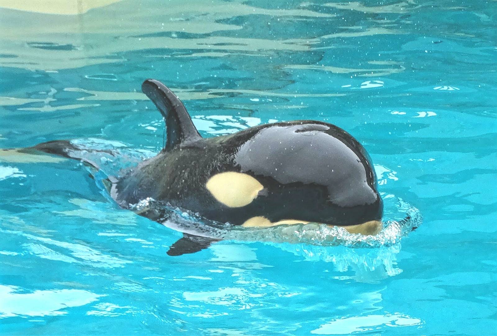 Jun. 2015 - Baby Amaya