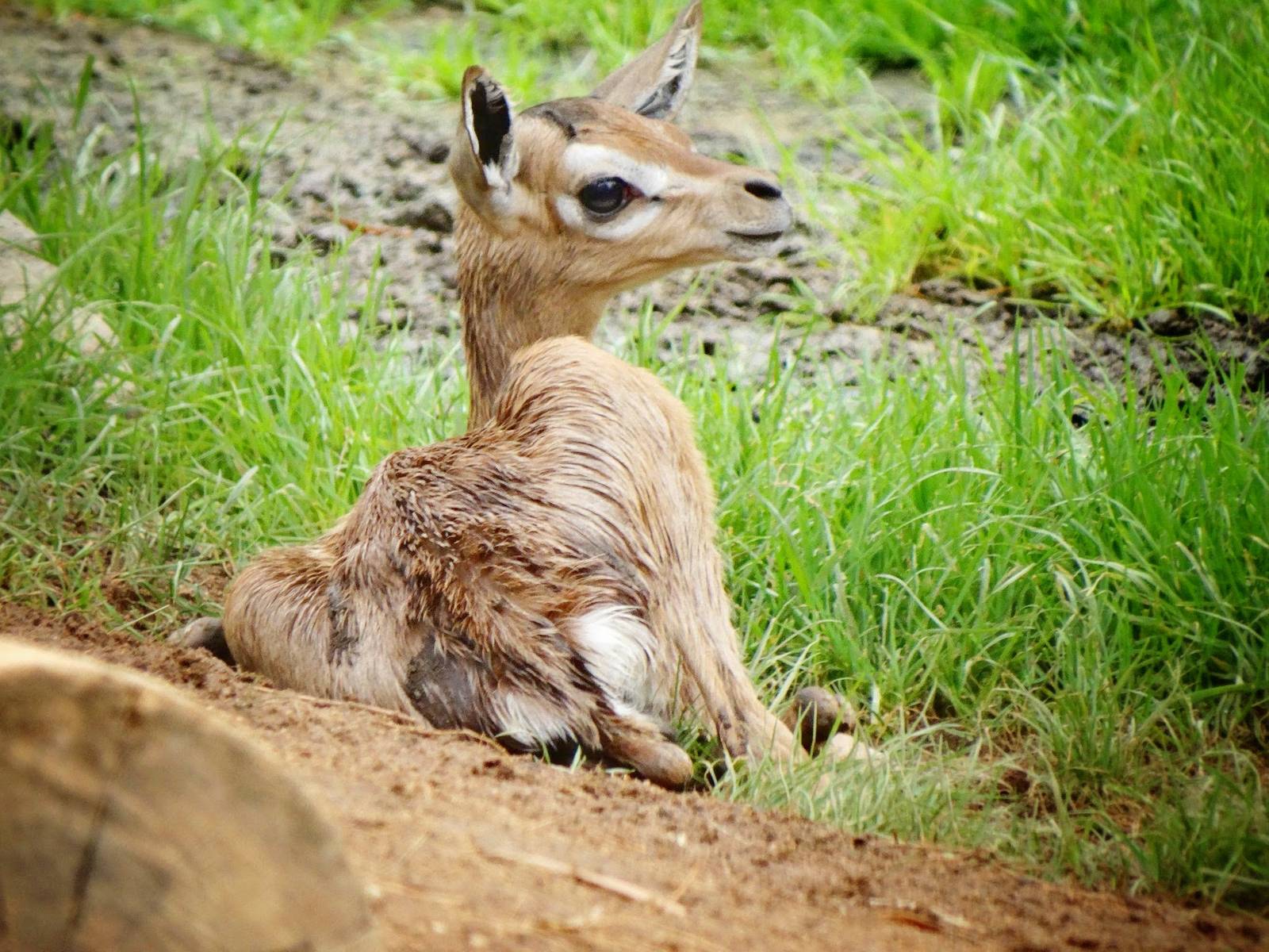 Jun. 2015 - Baby Gerenuk