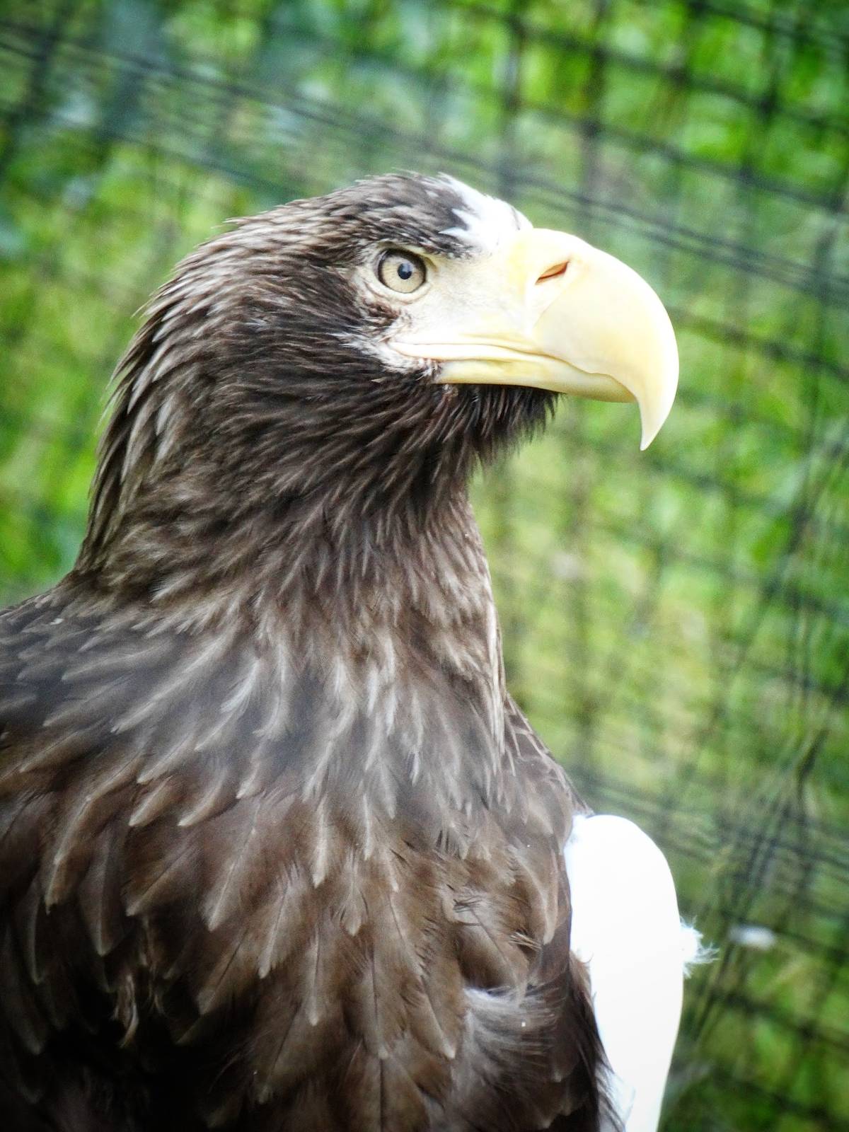 Jun. 2015 - Birds of Prey - Steller's Sea Eagle