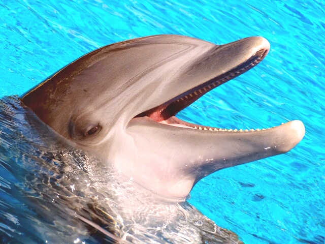 Jun. 2015 - Bottlenose Dolphin