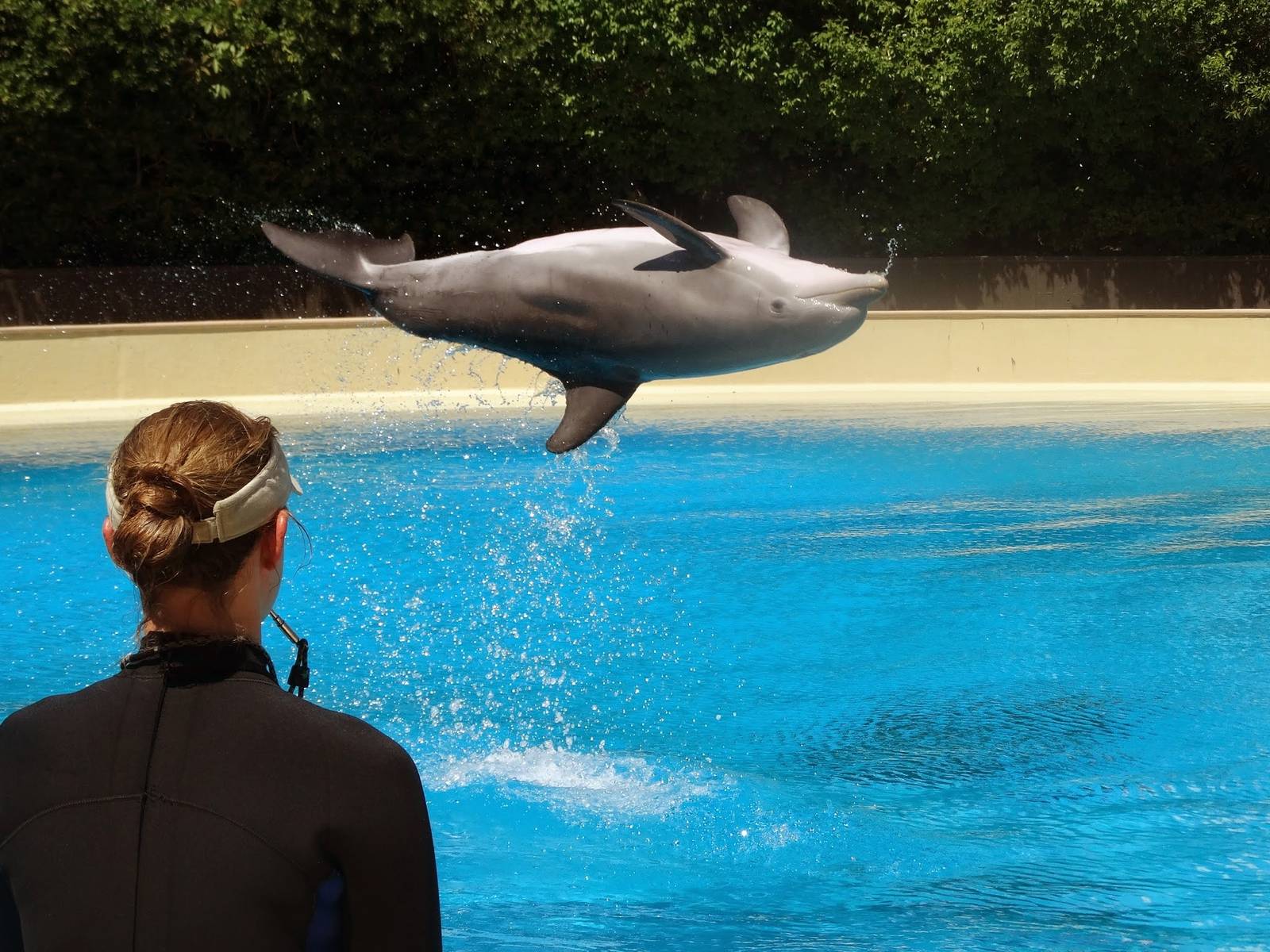 Jun. 2015 - Bottlenose Dolphin