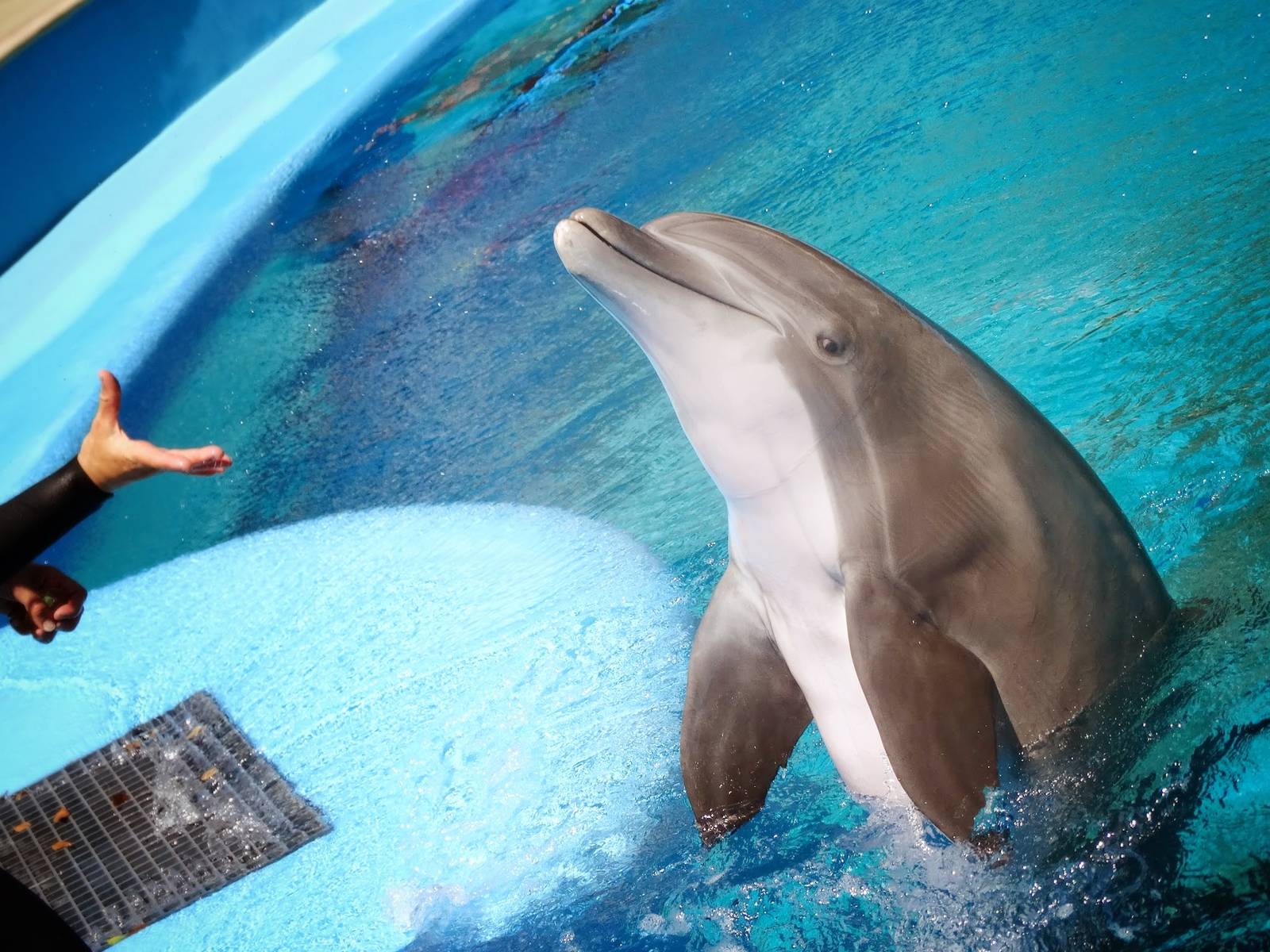 Jun. 2015 - Bottlenose Dolphin