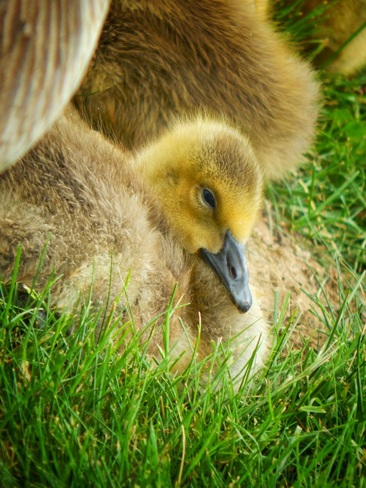 Jun. 2015 - Canada Gosling