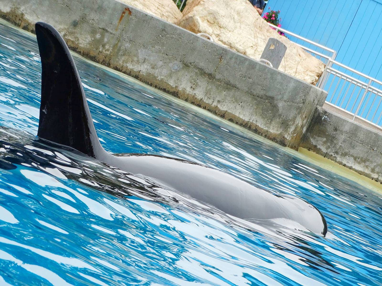 Jun. 2015 - Dine With Shamu - Corky