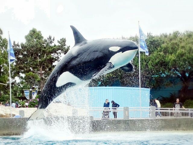 Jun. 2015 - Dine With Shamu - Corky