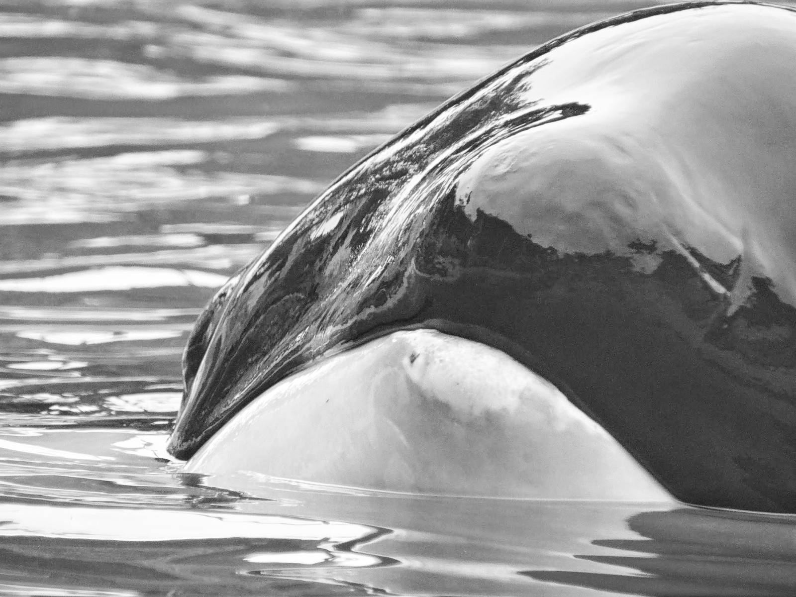 Jun. 2015 - Dine With Shamu - Corky