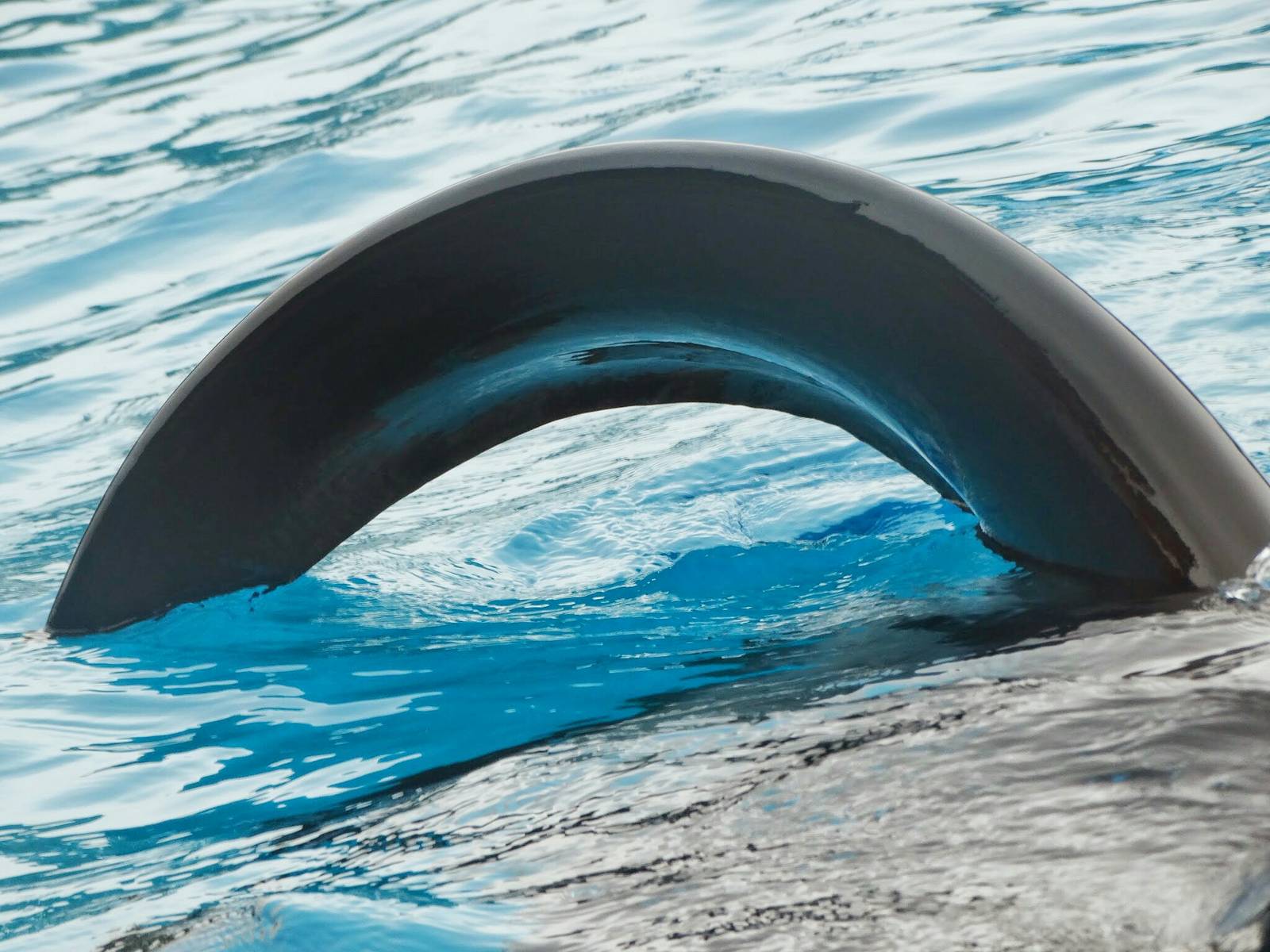 Jun. 2015 - Dine With Shamu - Ikaika