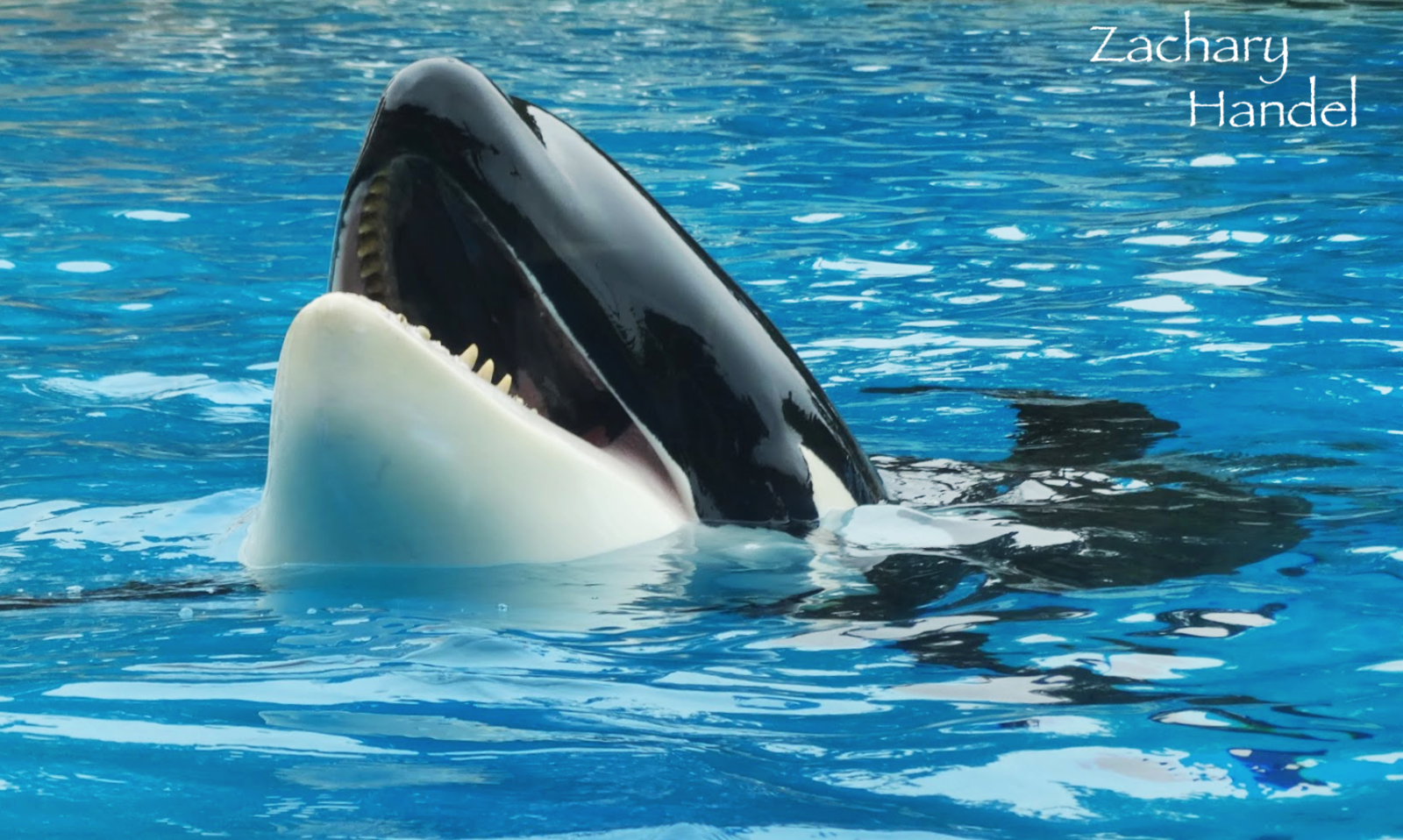 Jun. 2015 - Dine With Shamu - Ikaika