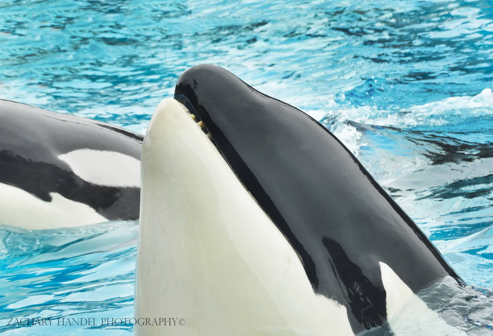 Jun. 2015 - Dine With Shamu - Keet and Corky