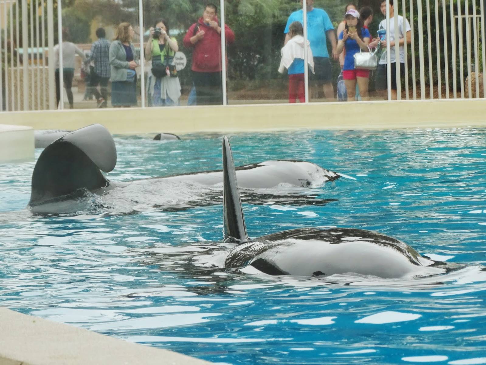 Jun. 2015 - Dine With Shamu - Keet, Ikaika, and Corky