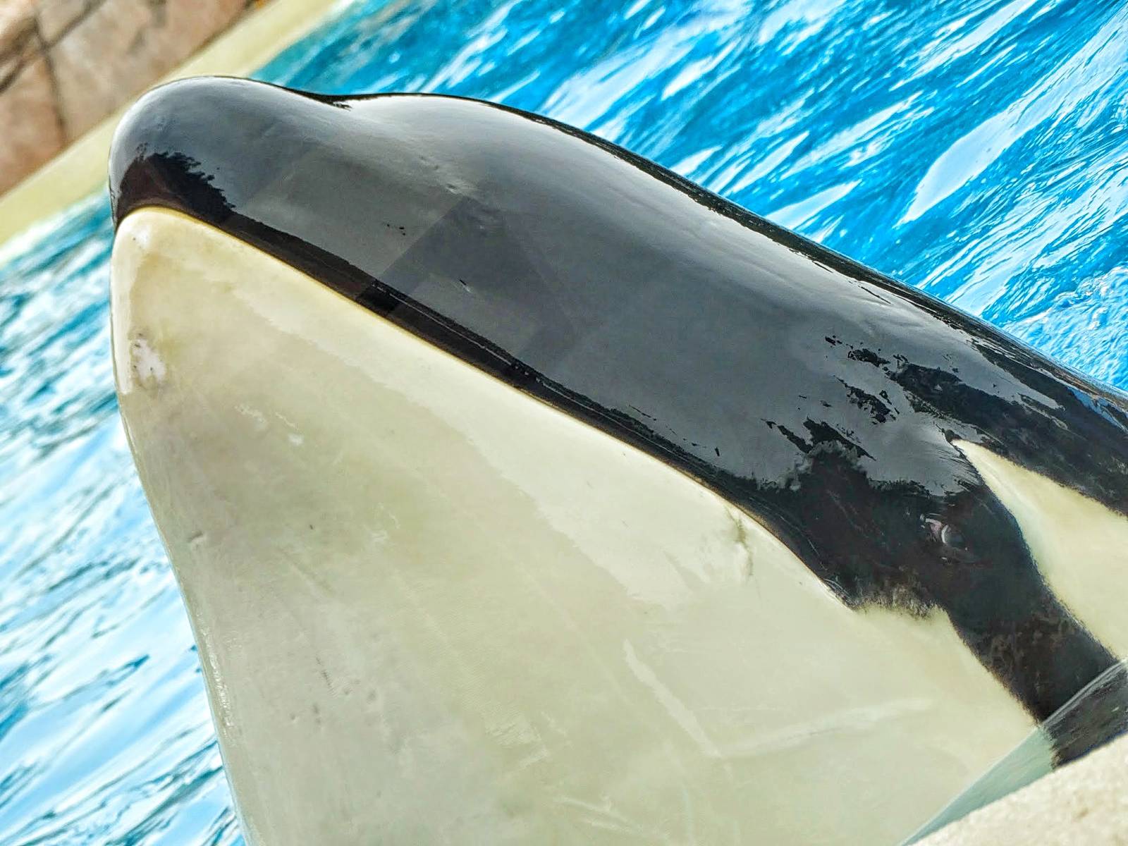 Jun. 2015 - Dine With Shamu - Keet