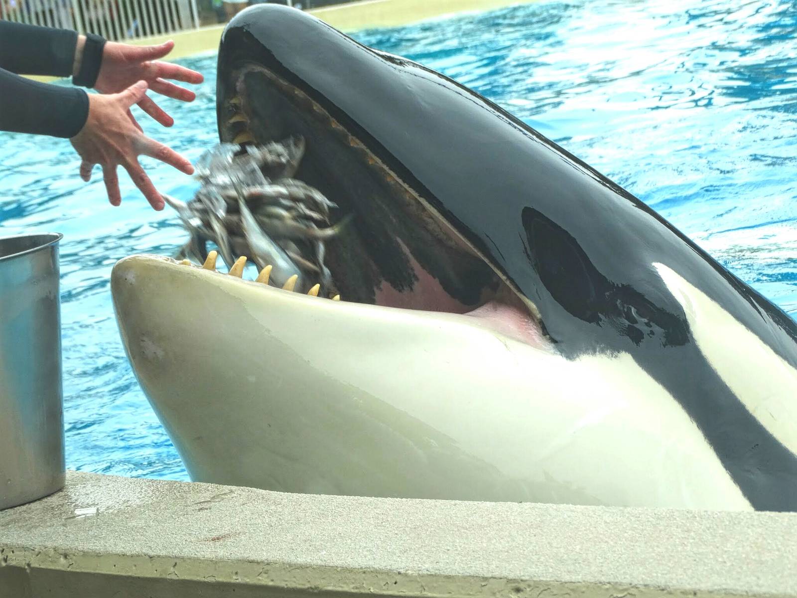 Jun. 2015 - Dine With Shamu - Keet