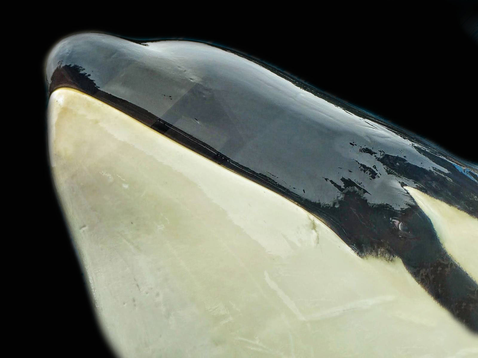 Jun. 2015 - Dine With Shamu - Keet