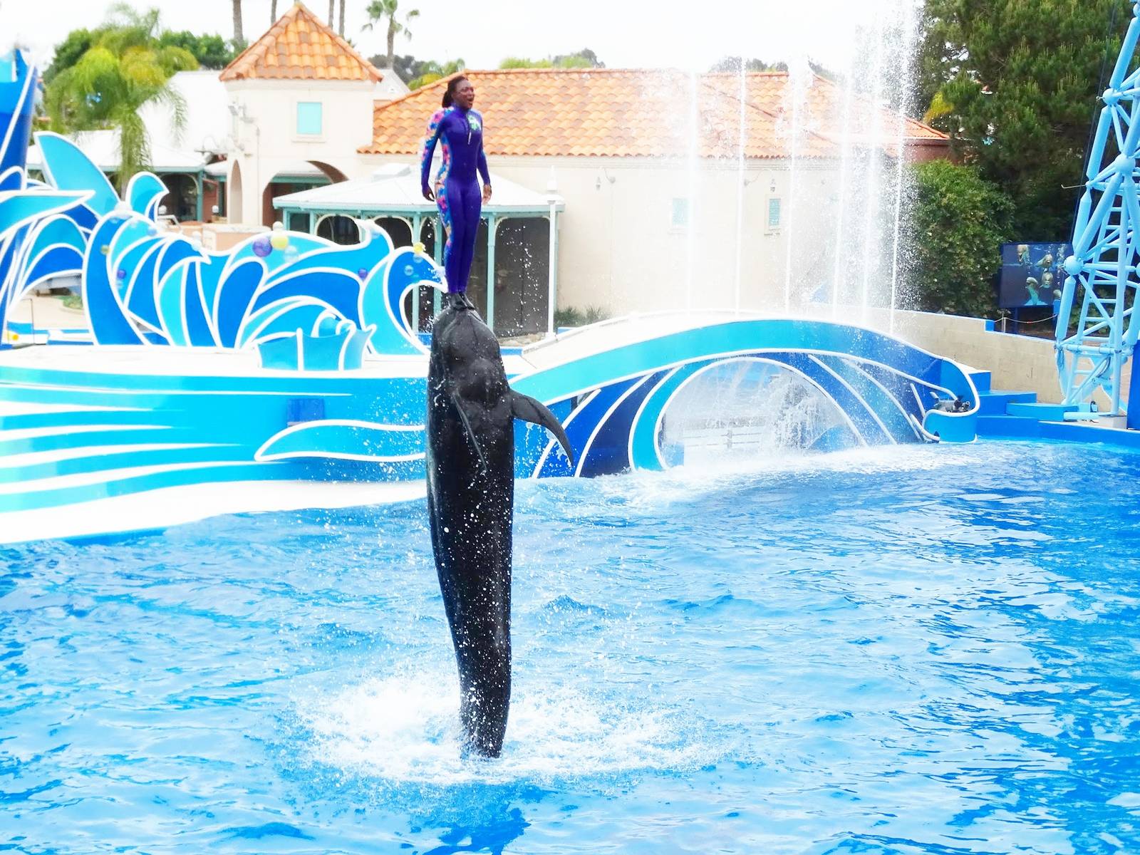 Jun. 2015 - Dolphin Days - Pilot Whale