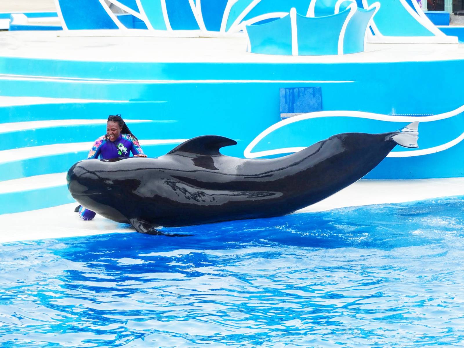 Jun. 2015 - Dolphin Days - Pilot Whale