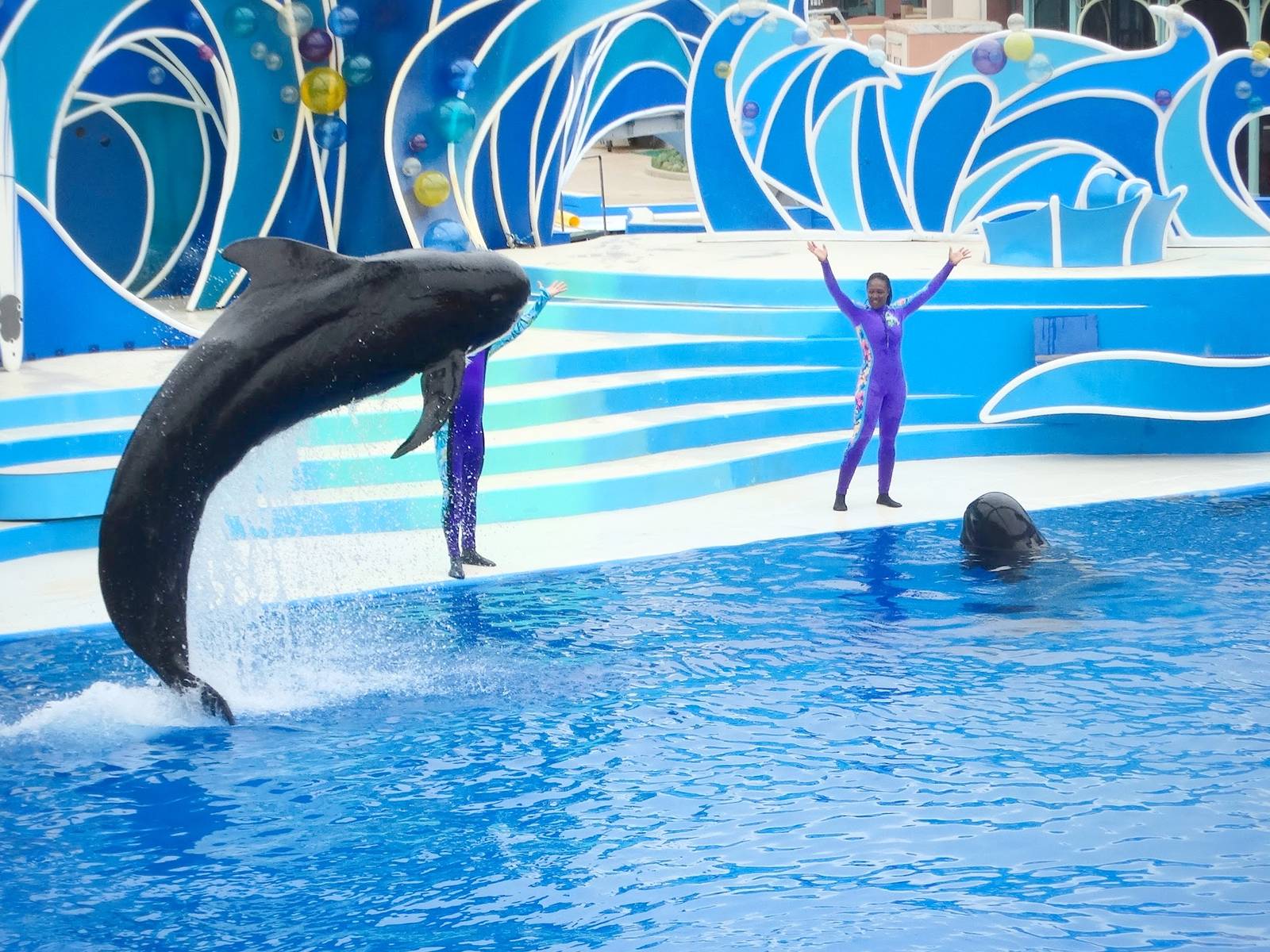 Jun. 2015 - Dolphin Days - Pilot Whales