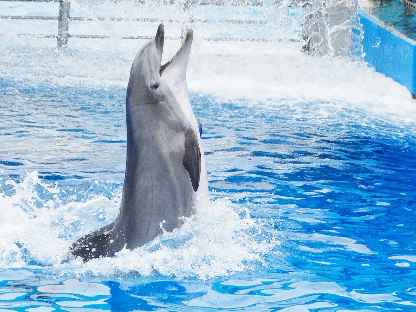 Jun. 2015 - Dolphin Days