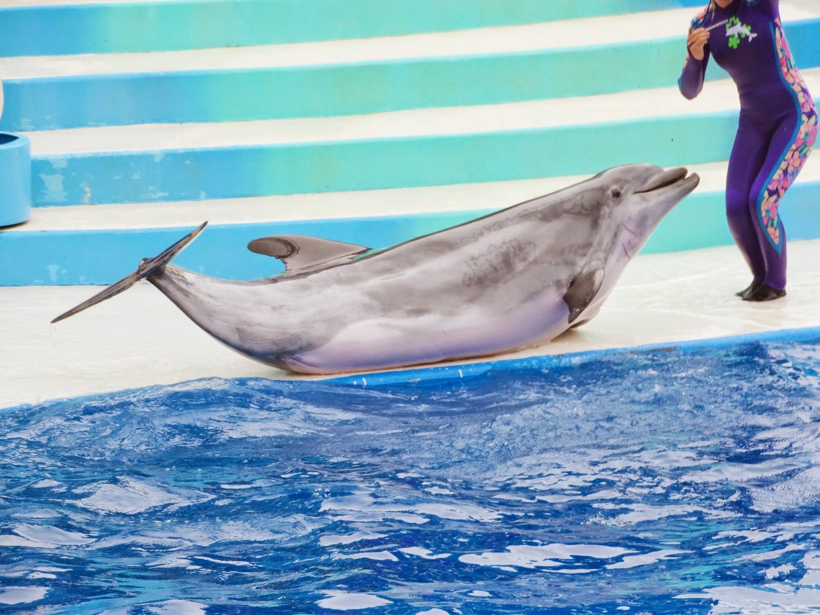 Jun. 2015 - Dolphin Days