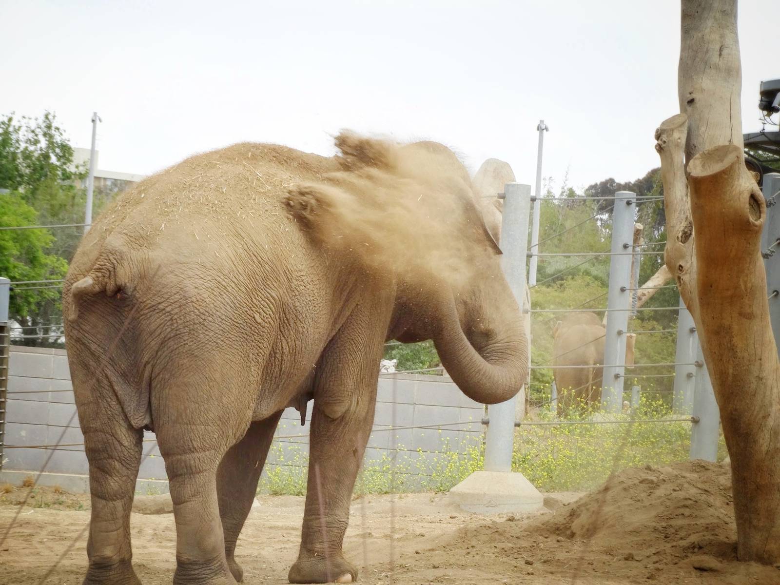 Jun. 2015 - Elephant Odyssey - Asian Elephant