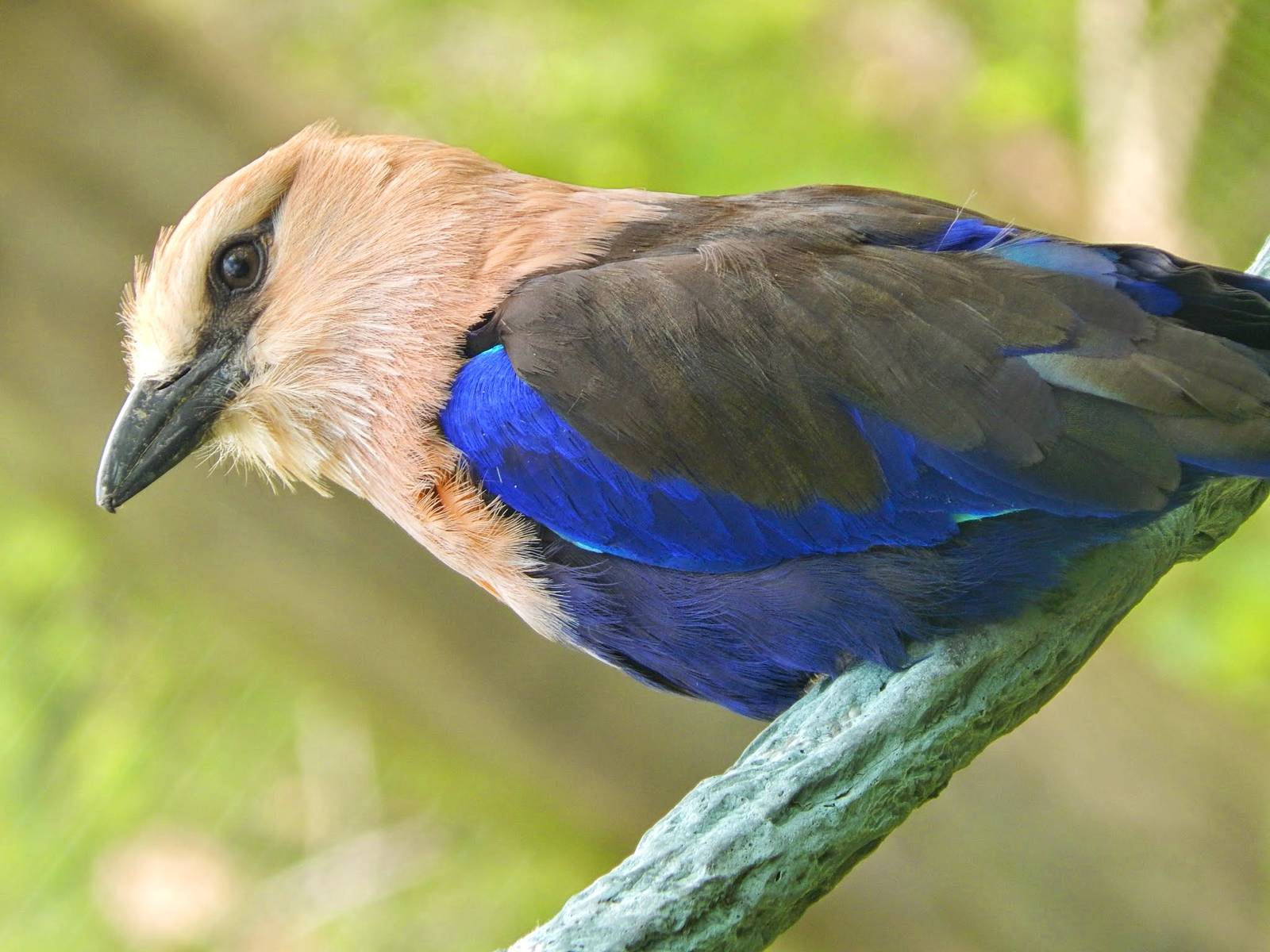 Jun. 2015 - Expedition Congo: African Forest - Blue-bellied Roller