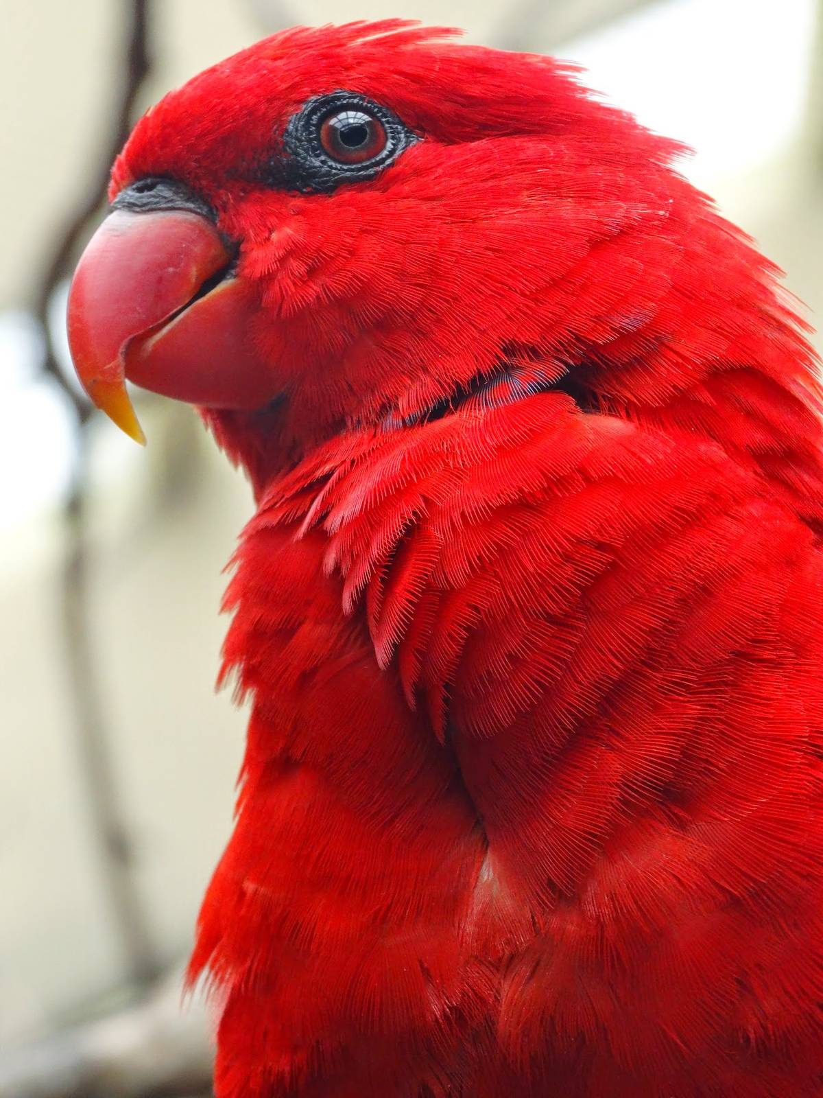 Jun. 2015 - Flights of Fancy: A Brilliance of Birds - Red Lory