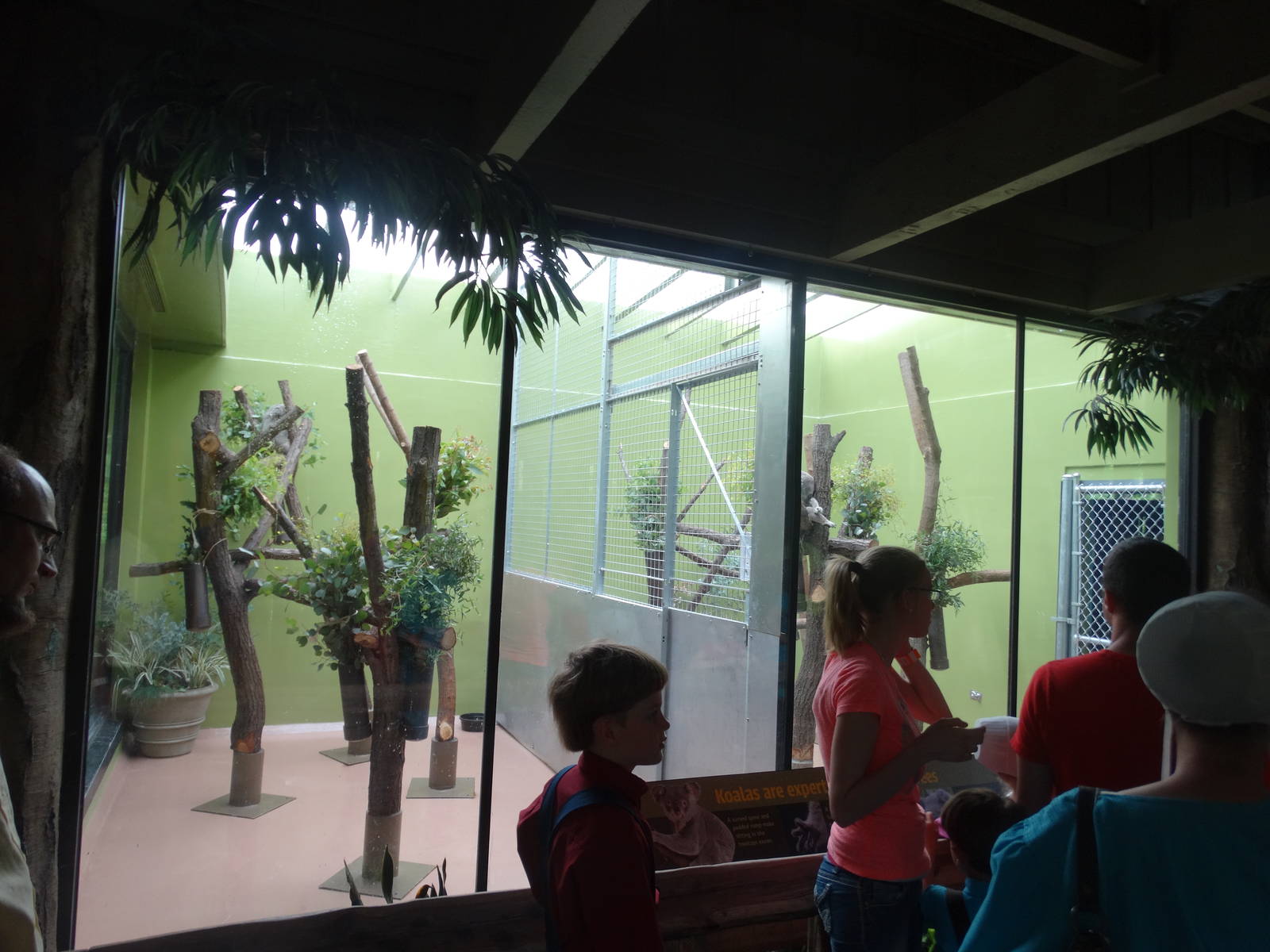 Jun. 2015 - Forests - Koala Exhibits (Temporary)