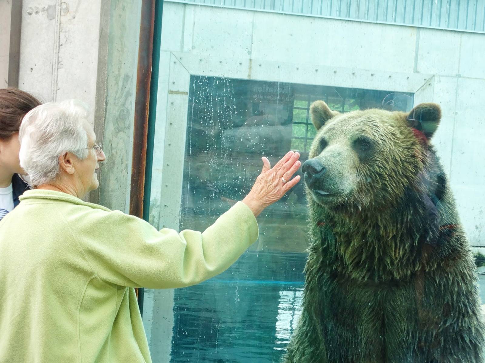 Jun. 2015 - Glacier Run - Alaskan Brown Bear