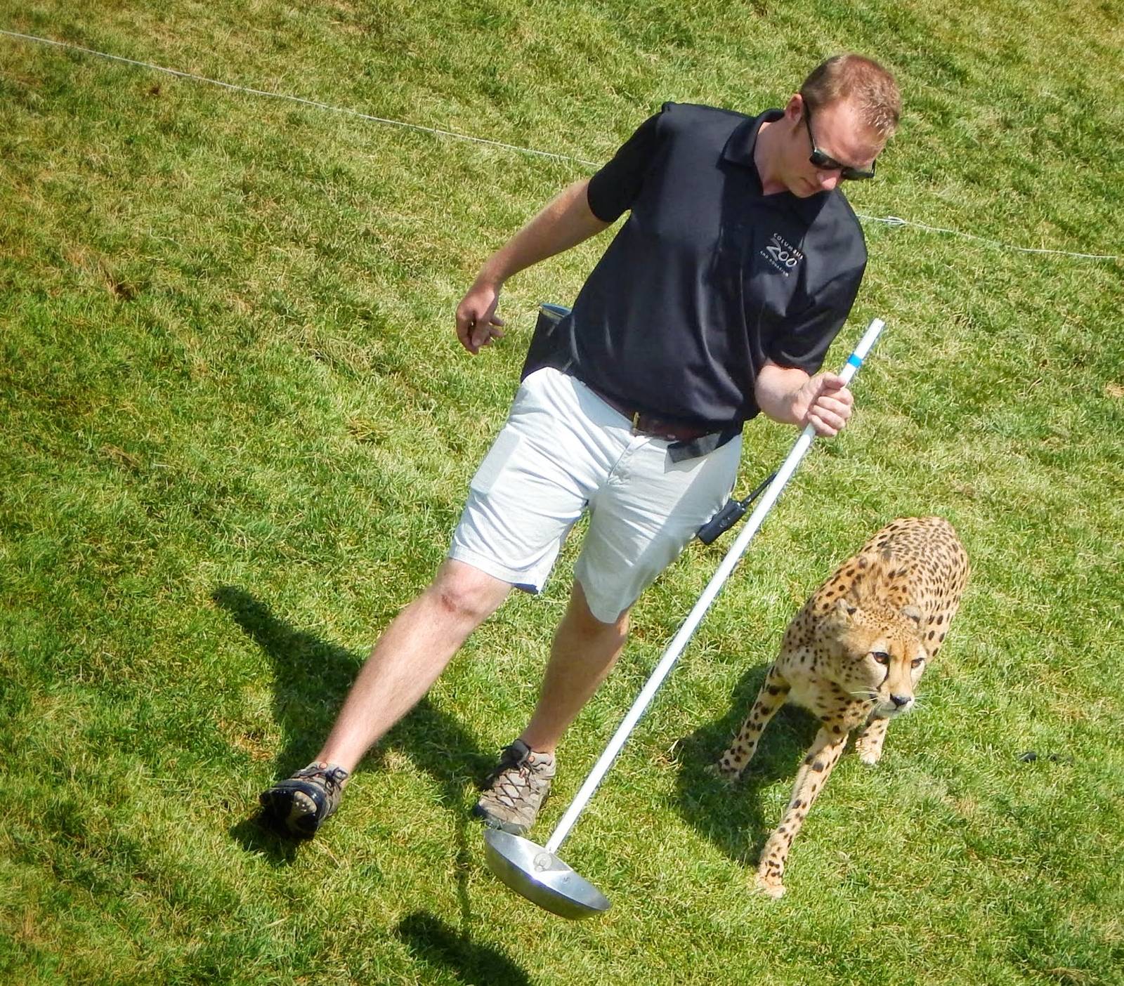 Jun. 2015 - Heart of Africa - Cheetah Run