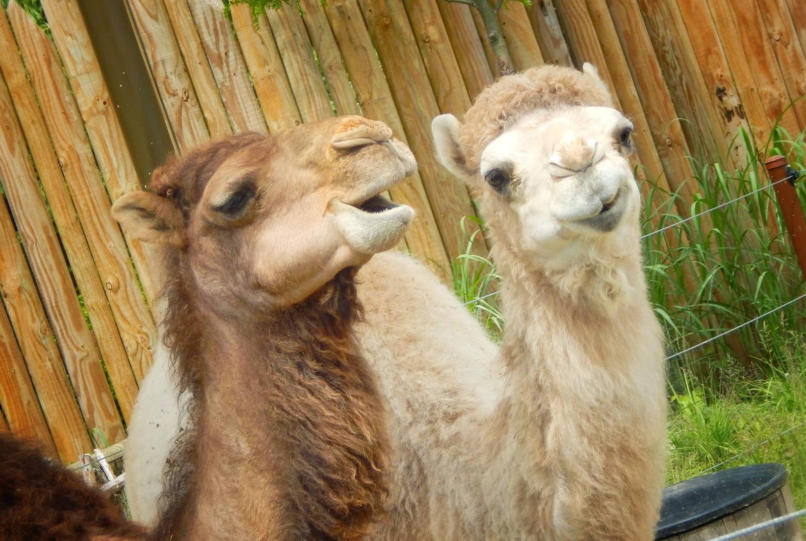 Jun. 2015 - Heart of Africa - Dromedary Camels