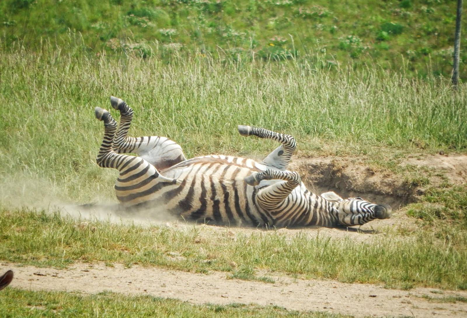 Jun. 2015 - Heart of Africa - Grant's Zebra