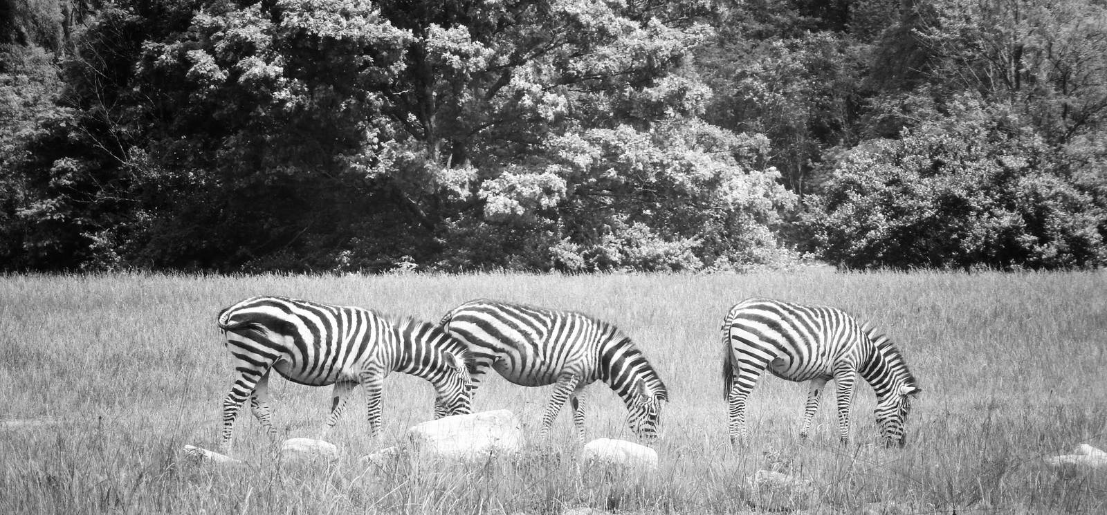Jun. 2015 - Heart of Africa - Grant's Zebras