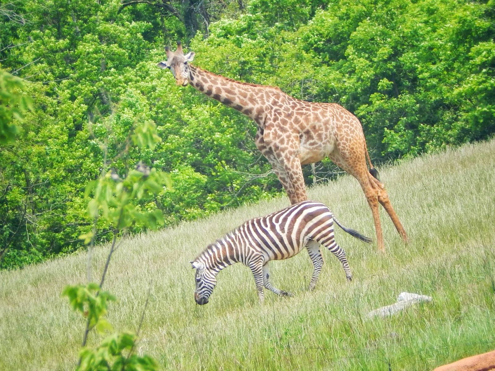 Jun. 2015 - Heart of Africa - Masai Giraffe and Grant's Zebra