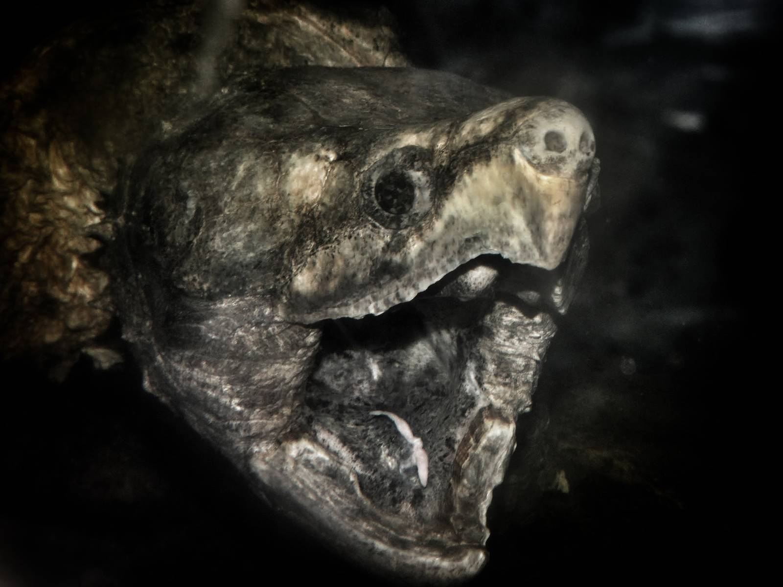 Jun. 2015 - HerpAquarium - Alligator Snapping Turtle