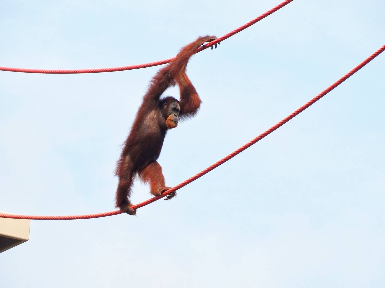 Jun. 2015 - International Orangutan Center - Rocky
