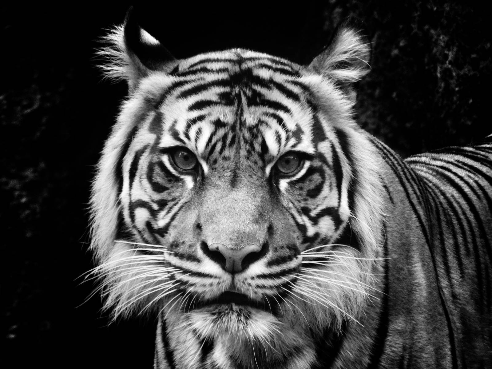 Jun. 2015 - Islands - Sumatran Tiger