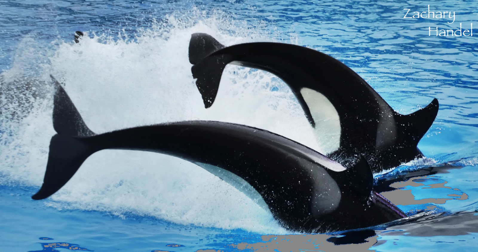 Jun. 2015 - Kasatka and Shouka