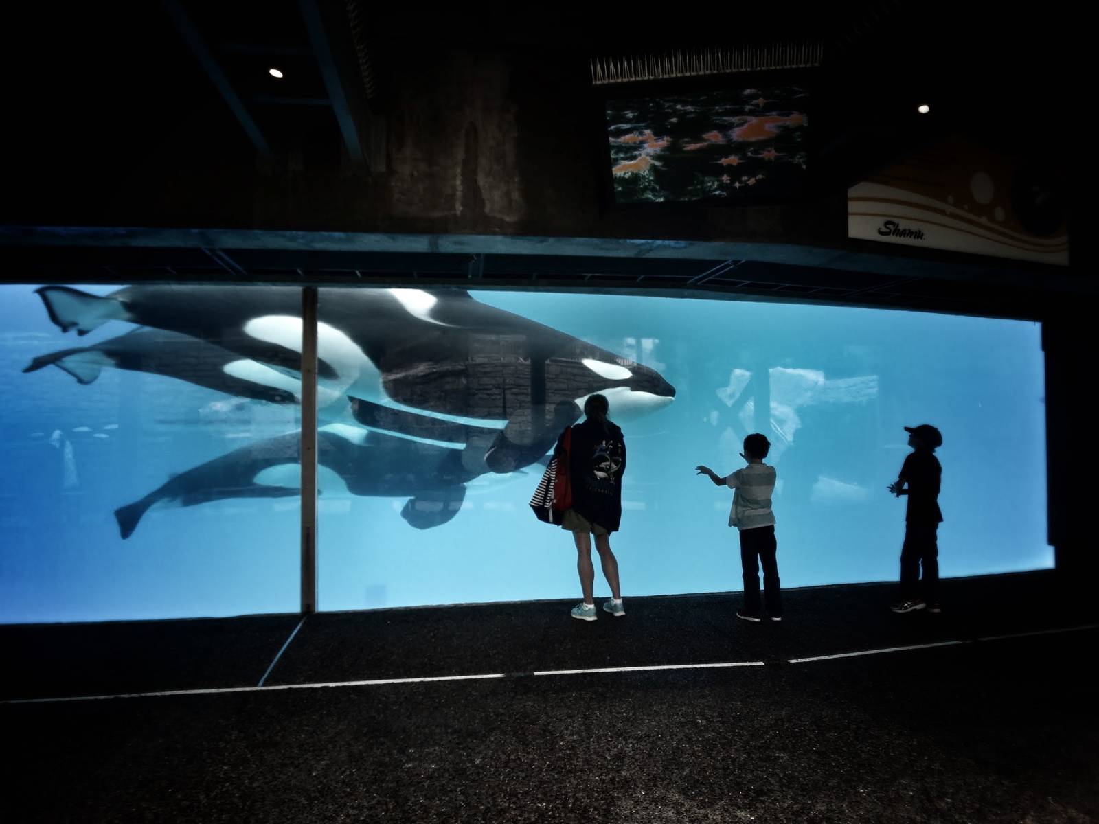 Jun. 2015 - Killer Whale Underwater Viewing