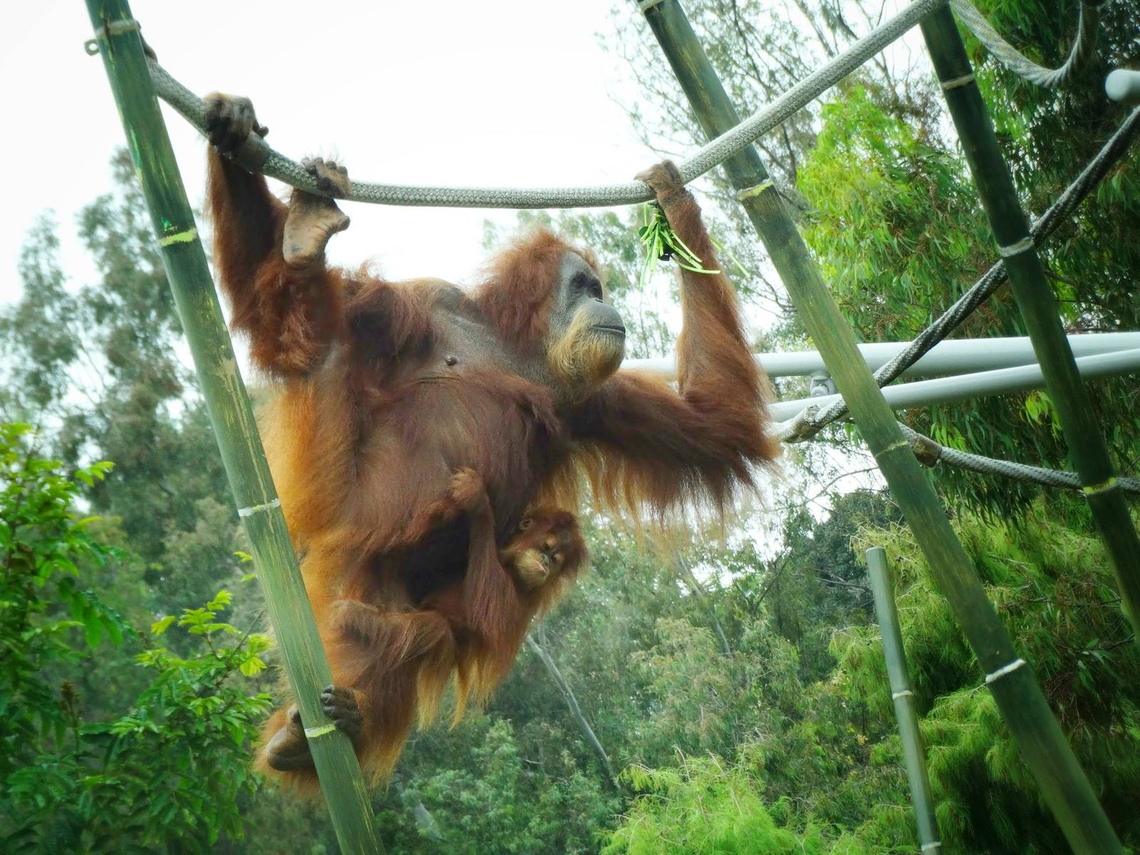 Jun. 2015 - Lost Forest - Absolutely Apes - Mother and Offspring