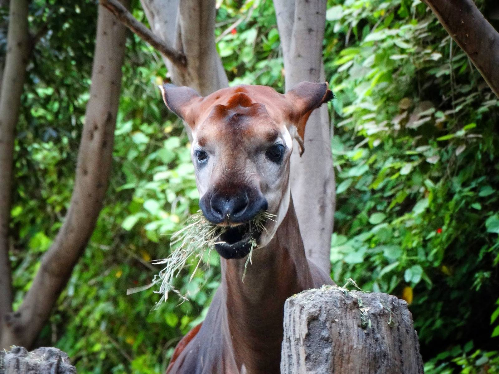 Jun. 2015 - Lost Forest - Okapi