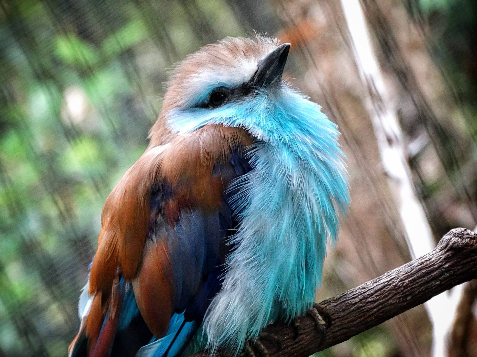 Jun. 2015 - Lost Forest - Racket-tailed Roller