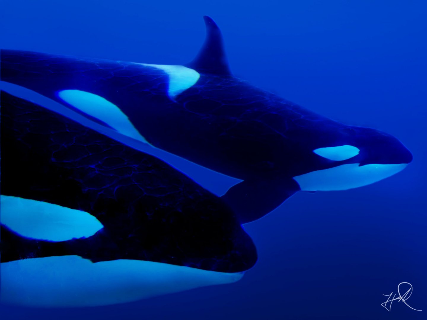 Jun. 2015 - Nakai And Orkid (Not a Painting)