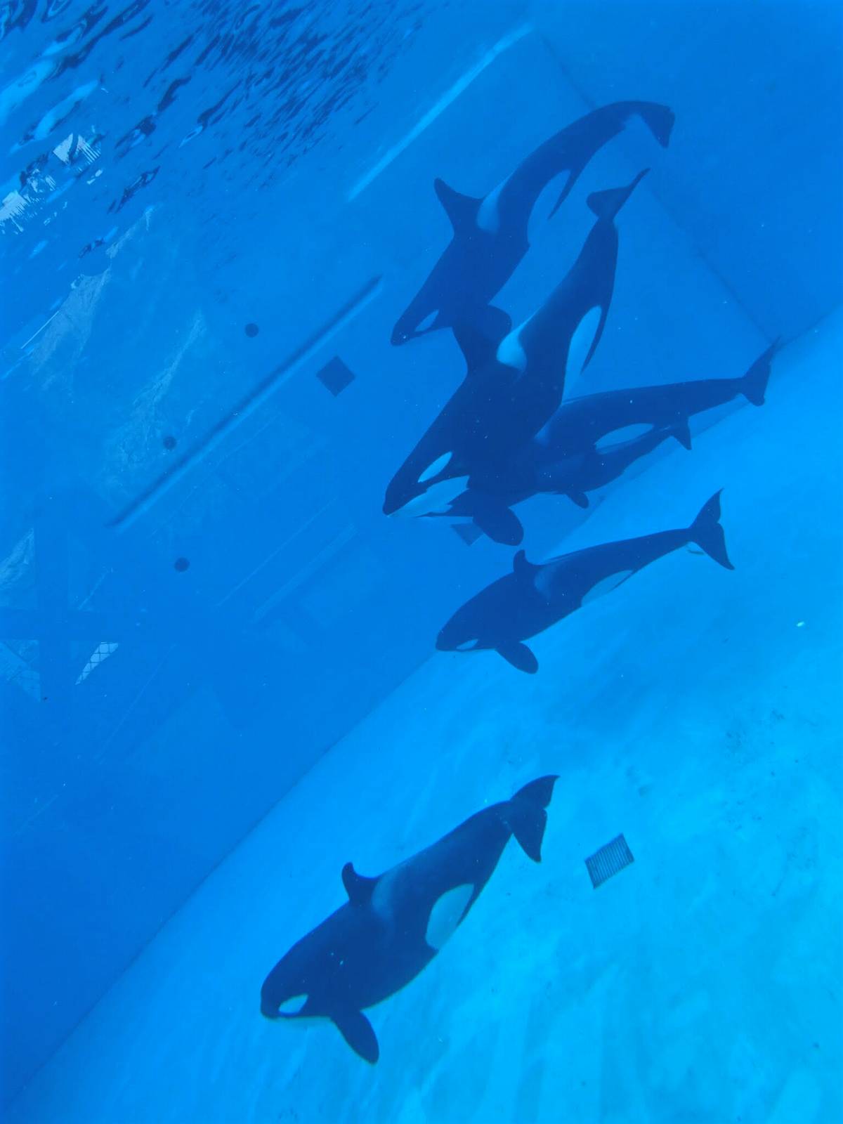 Jun. 2015 - Nakai, Shouka, Orkid, Amaya, Kalia and Makani