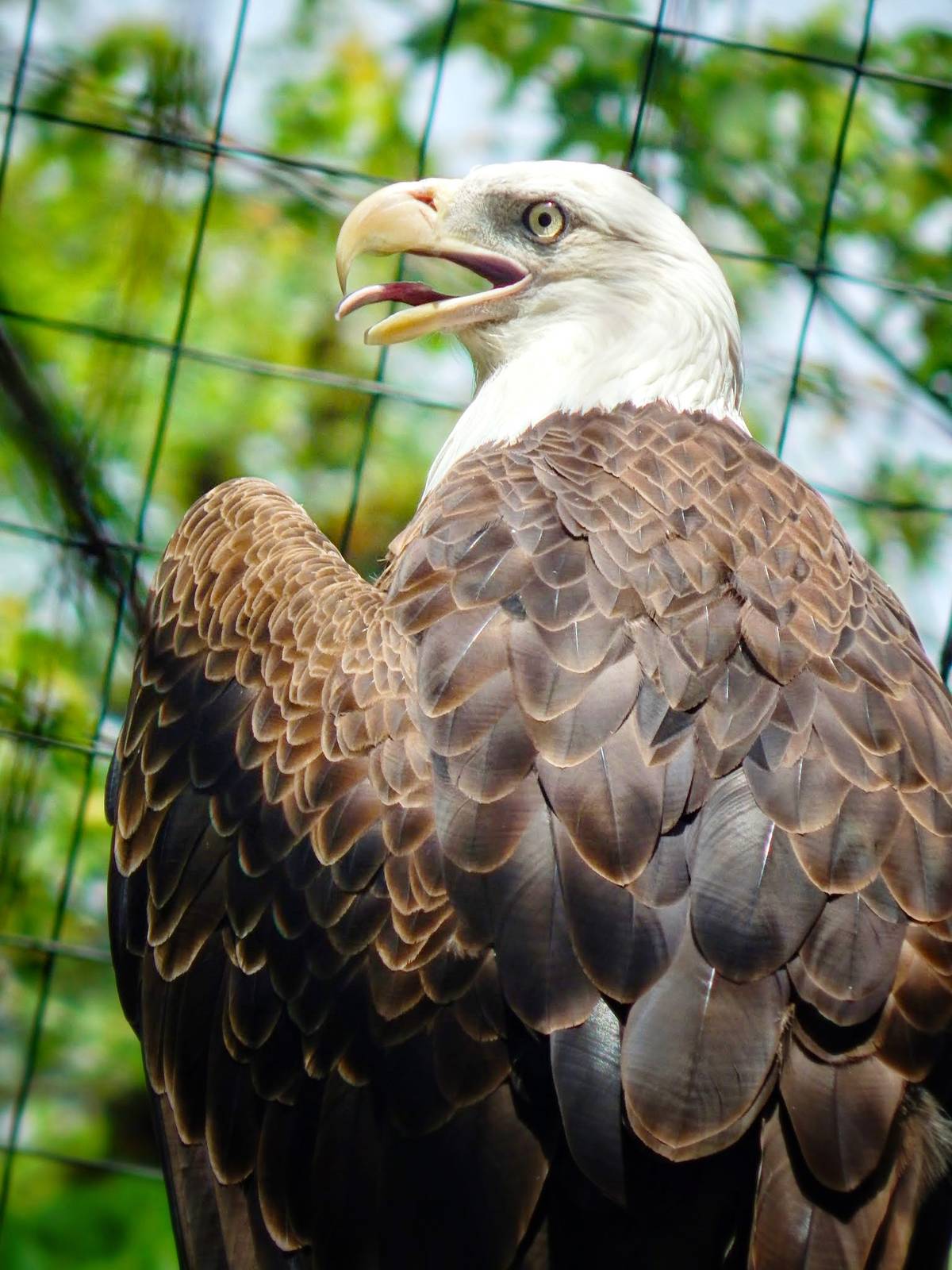 Jun. 2015 - North America - Bald Eagle
